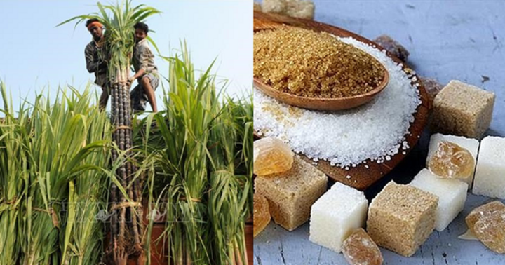 Doanh nghiệp mía đường nào hưởng lợi nhiều khi Ấn Độ cấm xuất khẩu đường?