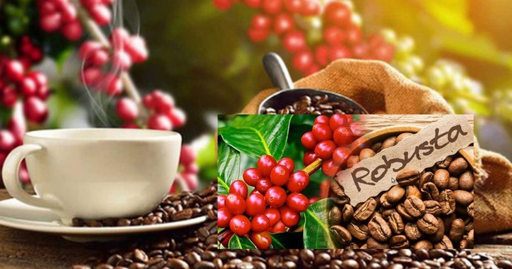 Giá cao kỷ lục, cà phê Việt Nam vẫn không đủ hàng để xuất khẩu