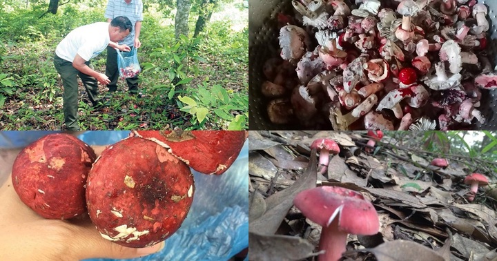 Cận cảnh loại nấm ở Tây Bắc được ví như “vàng đỏ”, chỉ mọc vào ban đêm