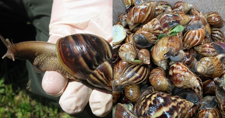 Loài vật không phải ăn cũng dám ăn ở Việt Nam, lại là đặc sản đắt đỏ ở trời Tây