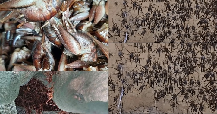 Lạ lùng loài “tôm bò trên cây”: Là đặc sản xứ Lạng, giá nửa triệu đồng/kg