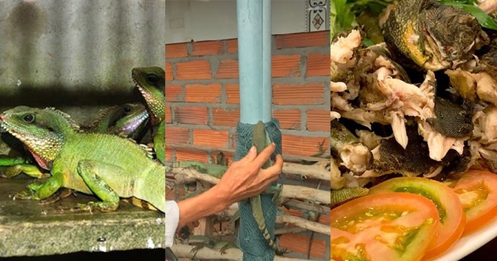 Loài bò sát xù xì đáng sợ lại là đặc sản giá 400.000 đồng/kg