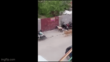 Video: Thót tim chứng kiến sư tử cái tấn công người đàn ông trên phố