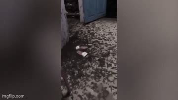 Video: Mở cửa nhà, người phụ nữ nổi gai ốc trước cảnh tượng trong phòng