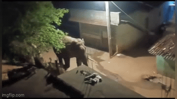 Video: Khu dân cư hỗn loạn vì voi rừng bất ngờ “ghé thăm