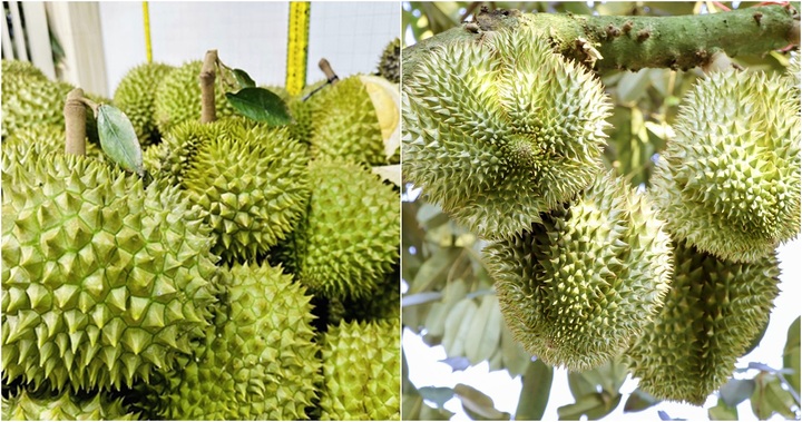 Sầu riêng nghịch vụ giá 125.000 đồng/kg vẫn không có để bán