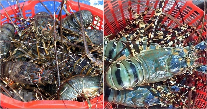 Tôm hùm bông khó xuất khẩu sang Trung Quốc, doanh nghiệp, người nuôi mắc kẹt