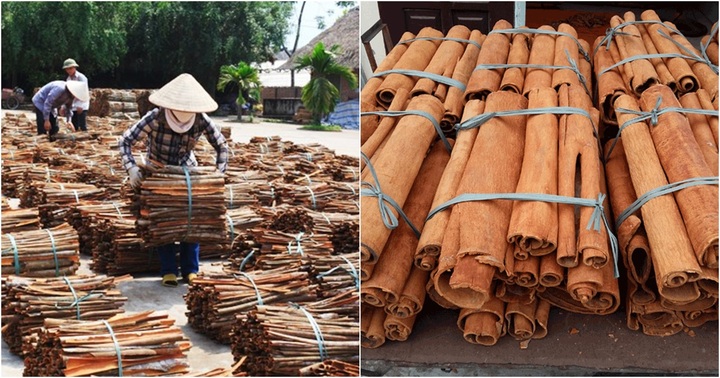 Việt Nam đứng đầu thế giới về xuất khẩu quế