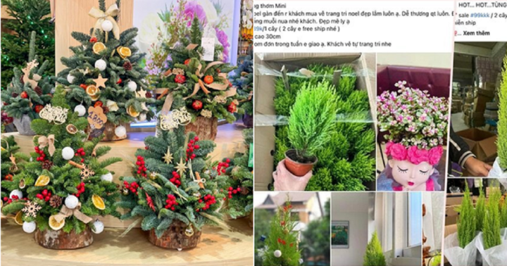 Tùng thơm mini, cây thông nhập khẩu giá rẻ hút khách mùa Giáng sinh