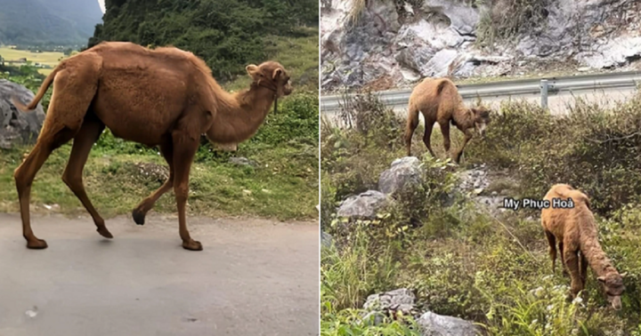 Có người muốn mua 2 con lạc đà đi lạc ở Cao Bằng