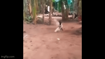Video: Cuộc hỗn chiến kịch tính giữa dê và ngan