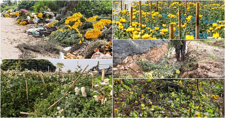 Nhà vườn làng hoa Tây Tựu điêu đứng vì giá hoa rớt thảm ngay gần dịp Tết Dương lịch