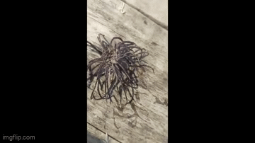 Video: Ngư dân đi đánh cá vớt lên con vật có hình thù đáng sợ