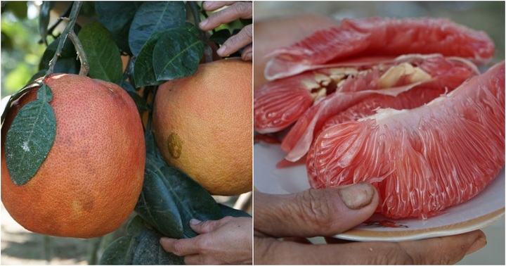 Bưởi đỏ “tiến vua” nức tiếng xứ Thanh hút khách dịp cận Tết Nguyên đán