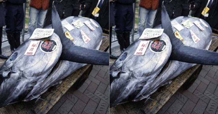 Đấu giá cá ngừ khổng lồ ở Nhật Bản giá 19 tỷ đồng