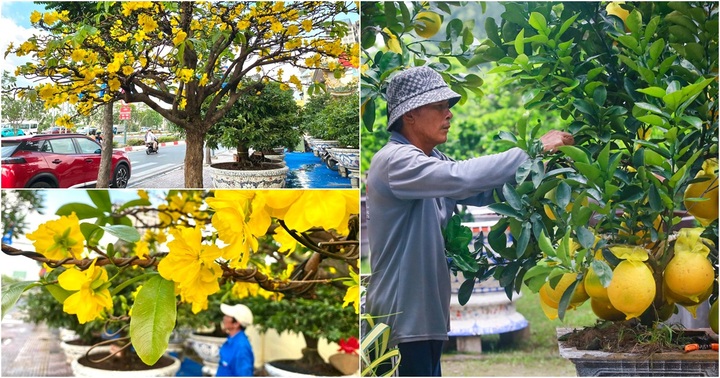 Mai vàng, bưởi Diễn nhộn nhịp “ra Bắc, vào Nam” phục vụ khách chơi Tết Nguyên đán 2024