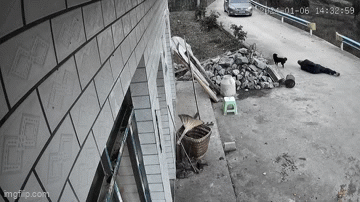 Thấy chủ ngã ra đường, chú chó nhanh trí cầu cứu tài xế đi ngang qua