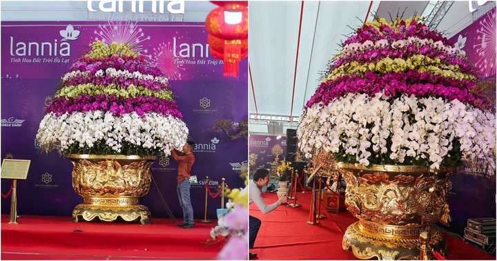 Chậu lan hồ điệp