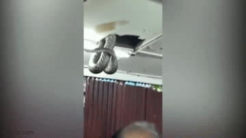Nghe tiếng động lạ trên trần nhà, thực khách ngẩng lên thì thấy cảnh tượng kinh hoàng