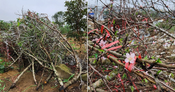 Đào rừng bị chặt bỏ chất đống trên phố ngày 30 Tết