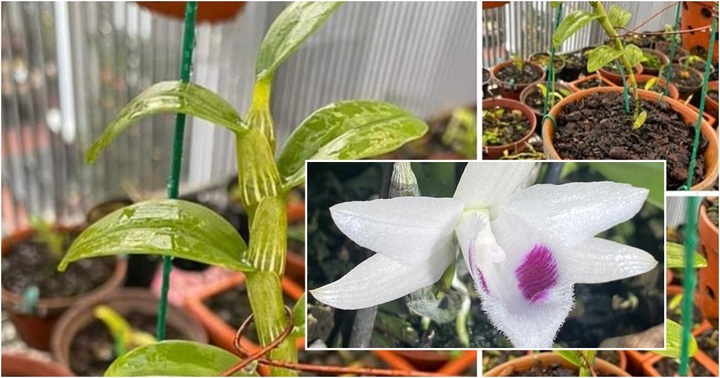 Lan đột biến trăm tỷ sốt giá trở lại: Chiêu trò để “lùa gà”?