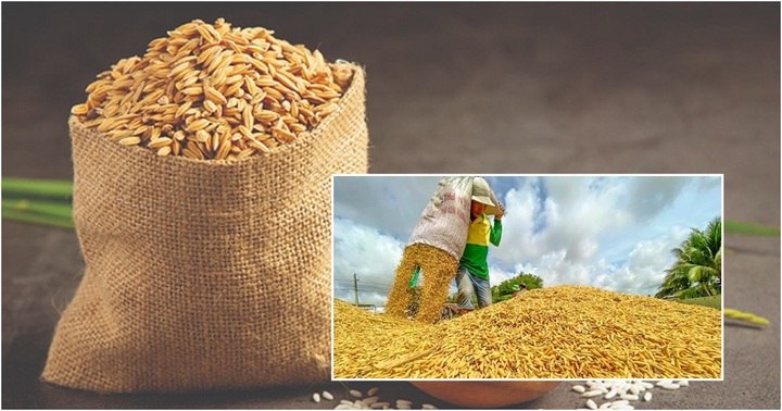 Giá lúa gạo sau Tết giảm nhanh, thương lái bỏ cọc để tránh thua lỗ