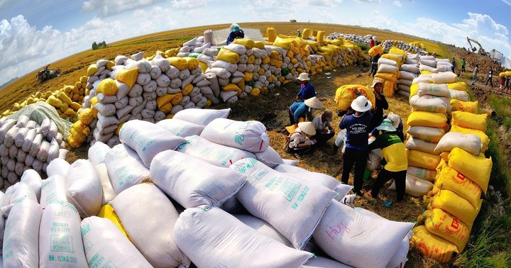 Một quốc gia châu Âu tăng mua gạo của Việt Nam gấp 185 lần