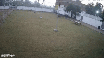Kinh hãi con hổ đi lạc trong khu dân cư, người dân hoang mang