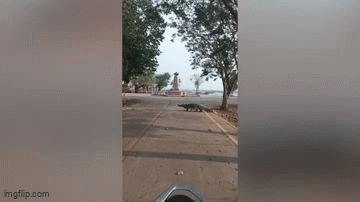Video: Cá sấu khổng lồ “dạo chơi” trên phố khiến người dân kinh ngạc