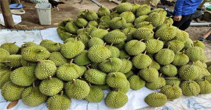 Vì sao hàng chục lô sầu riêng Việt Nam xuất khẩu bị Trung Quốc cảnh báo?