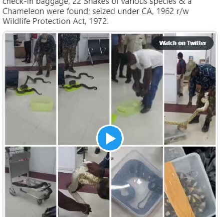 Nhét hơn 20 con rắn trong hành lý ký gửi, người phụ nữ bị lực lượng hải quan Ấn Độ bắt giữ 