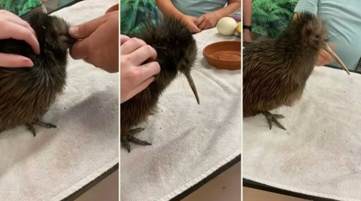 Để khách tham quan vuốt ve 