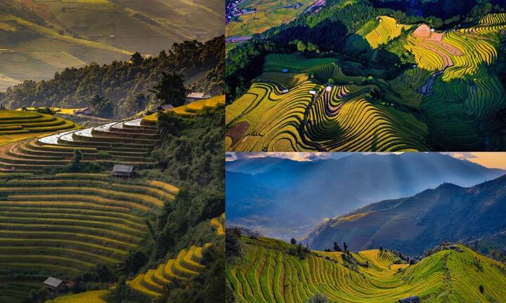 Mê mẩn vẻ đẹp ruộng bậc thang Mù Cang Chải mùa lúa chín, lung linh như tranh vẽ giữa rừng