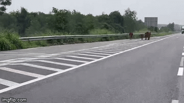 Tiềm ẩn nguy cơ mất an toàn khi để đàn bò