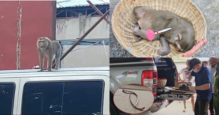 Bắt 2 cá thể khỉ hung dữ 