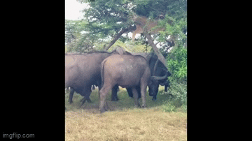 Video: Hy hữu, sư tử phải trèo lên cây, trốn chạy sự truy đuổi của đàn trâu rừng