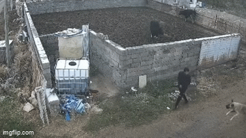 Video: Bất ngờ bị chó dữ tấn công và hành động thoát thân của người đàn ông