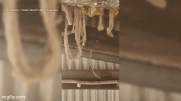 Video: Bí mật đáng sợ trên tầng gác mái của một căn nhà mới mua