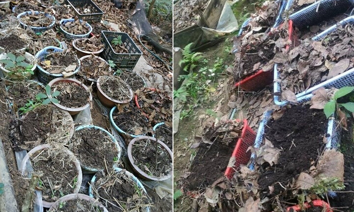 Hơn 800 cây sâm Ngọc Linh giá trị cao của người dân bị đánh cắp