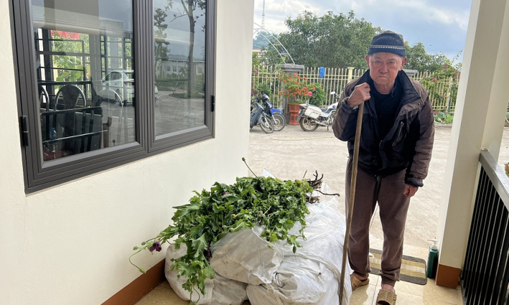 Tin tức an ninh hình sự 16/3: Phát hiện lão ông trồng 750 cây thuốc phiện trong vườn nhà