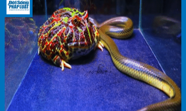 Video: Bị ếch sừng phàm ăn tấn công, rắn bồng chì ngay lập tức đáp trả