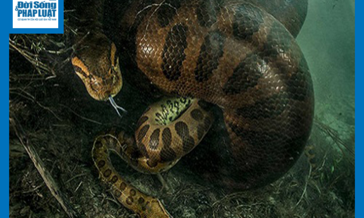 Video: Trăn dài 7m cuộn tròn trên cây khiến người xem 