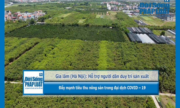 Gia Lâm (Hà Nội): Hỗ trợ người dân duy trì sản xuất, đẩy mạnh tiêu thụ nông sản trong đại dịch COVID – 19