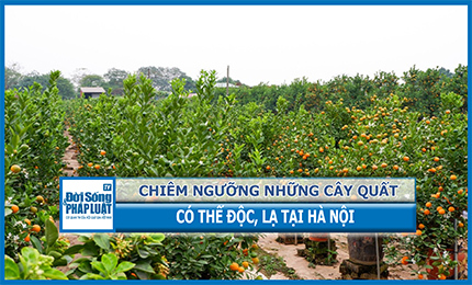 1001 các dáng quất độc lạ dành cho “dân chơi” 