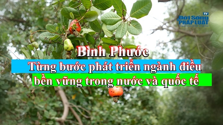 Bình Phước: Phát triển ngành điều bền vững và hạn chế rủi ro trong xuất khẩu 