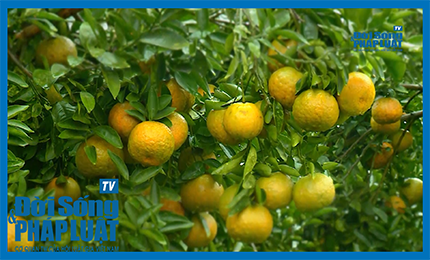 Cam sành Hàm Yên, đặc sản lừng danh của mảnh đất Tuyên Quang