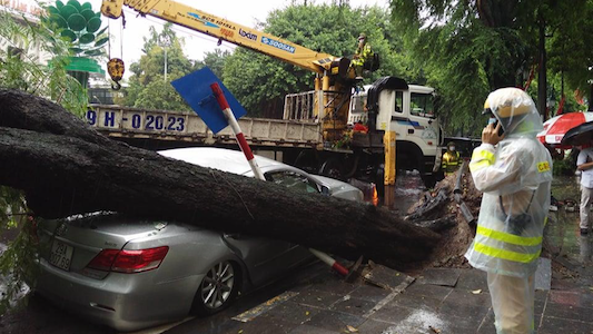 Hà Nội: Cây cổ thụ bật gốc, đè bẹp ô tô Camry dưới trời mưa lớn