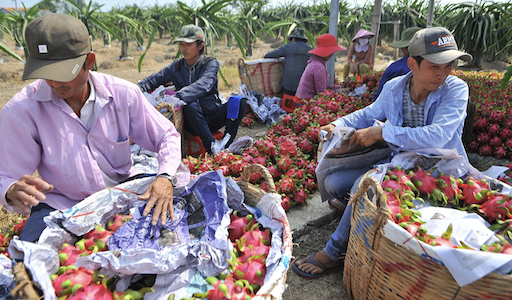 Trung Quốc dừng nhập khẩu thanh long Việt Nam đến ngày 26/1/2022