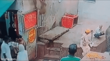 Video: Khỉ cướp rắn hổ mang khỏi tay người đàn ông rồi nhanh chóng bỏ chạy