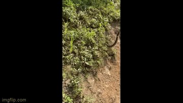 Video: Rắn bất ngờ lao khỏi bụi rậm, tấn công người leo núi